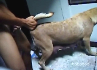 Sexy animal surrenders its tight hole to a STUD