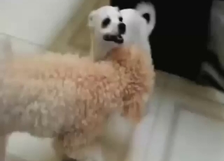 Dog boner is going to be showcased for real
