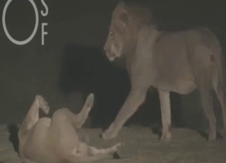 Lion fuck scene with plenty of special teasing