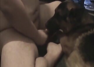 Hyvä koira tykkää imeä tämän tyypin kovaa penistä