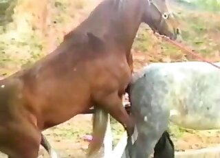 Mädchen wird von pferd gefickt