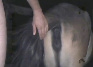 A good-looking brown animal and a hot lover have sex