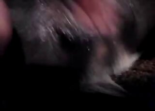 Stimulating a tight anal hole of my lovely animal