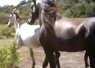 Awesome horse is smelling the ass of another animal