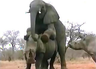 Elephante Porn