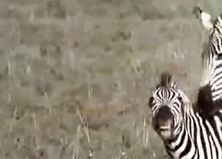 Two great-looking zebras are getting tons of pleasure