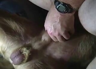 Spicy dog likes good amateur bestiality XXX action