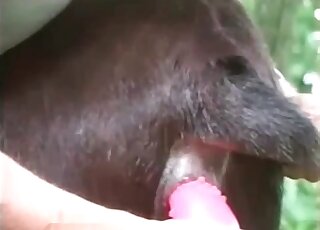 Big pink toy for a tight animal hole