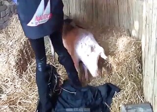 Sexy chick is enjoying intensive bestiality XXX