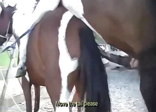 Pferde sex mit frauen